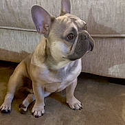 Liam joined the competition — help win amazing prizes! animal, attention, brown, canine, carpet, companion, couch, cute, dog, domestic_animal, ears, french_bulldog, fur, household, indoor, mammal, pet, portrait, side_view, sitting