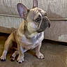 animal, attention, brown, canine, carpet, companion, couch, cute, dog, domestic_animal, ears, french_bulldog, fur, household, indoor, mammal, pet, portrait, side_view, sitting
