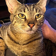 Jack is registered to the contest to win money with this photo: cat, tabby, close_up, portrait, yellow_eyes, fur, whiskers, animal, pet, indoor, cozy, warm_lighting, hand, resting, curious, detailed_texture, domestic_cat, feline, mammal, companion