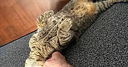 Jack is registered to the contest to win money with this photo: cat, tabby, carpet, door, wall, tattoo, arm, pet, indoor, floor, scratching, relaxed, fur, whiskers, paw, animal, cute, resting, belly_up, human