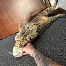 cat, tabby, carpet, door, wall, tattoo, arm, pet, indoor, floor, scratching, relaxed, fur, whiskers, paw, animal, cute, resting, belly_up, human