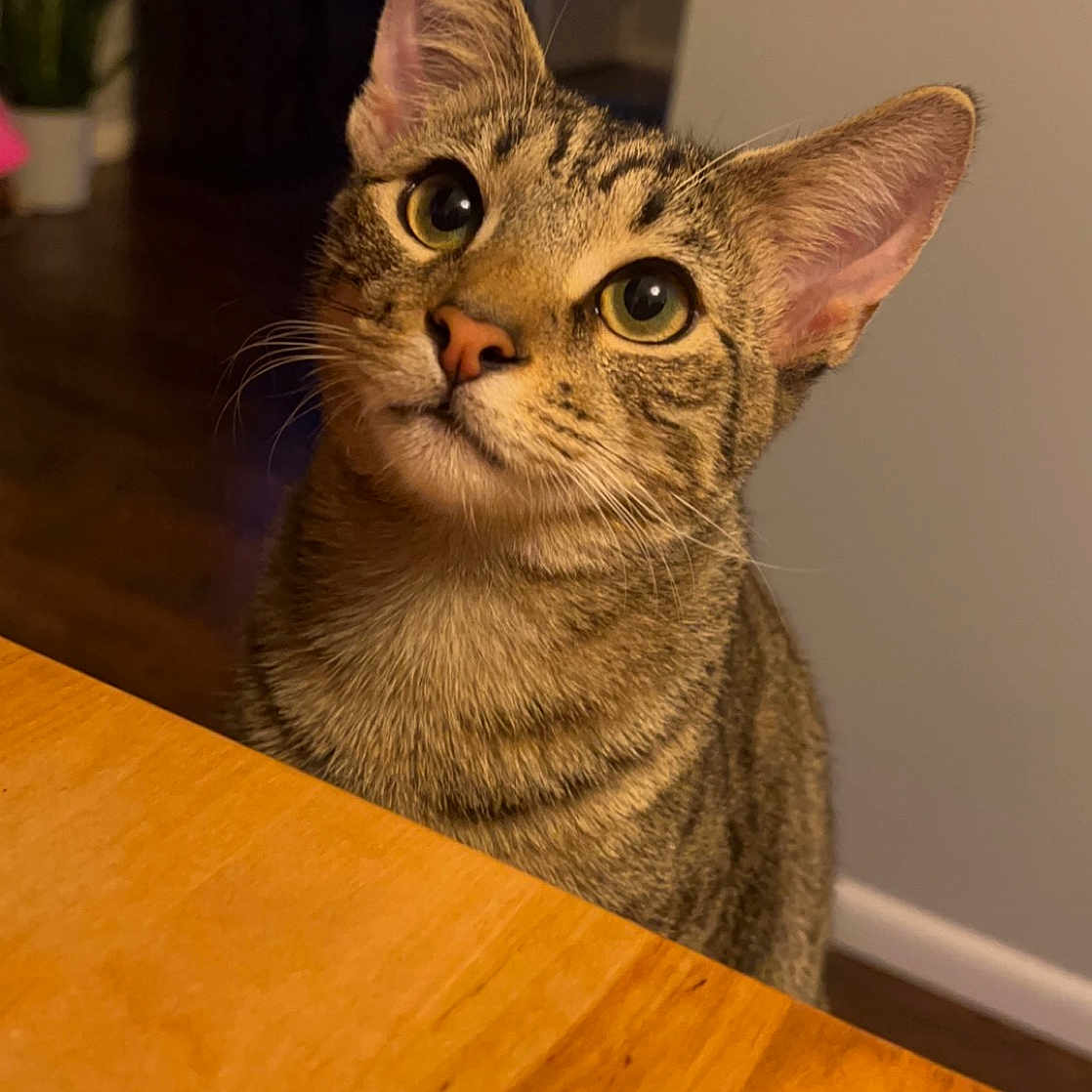 Jack