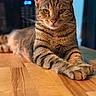 Jack joined the competition — help win amazing prizes! cat, tabby, animal, pet, feline, indoor, wooden_surface, lying_down, close_up, focused, whiskers, ears, eyes, fur, stripes, domestic, portrait, relaxed, kitchen, background_blur