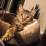 Jack joined the competition — help win amazing prizes! cat, tabby, pet_bed, stretching, paw, indoor, cozy, relaxed, feline, animal, cute, fur, whiskers, plant, cushion, home, domestic, portrait, resting, looking