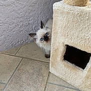 Bella joined the competition — help win amazing prizes! kitten, cat, blue_eyes, fluffy, white_fur, dark_face, peeking, hiding, curious, pet, animal, cat_tree, scratching_post, indoor, tile_floor, wall, corner, portrait, cute, playful