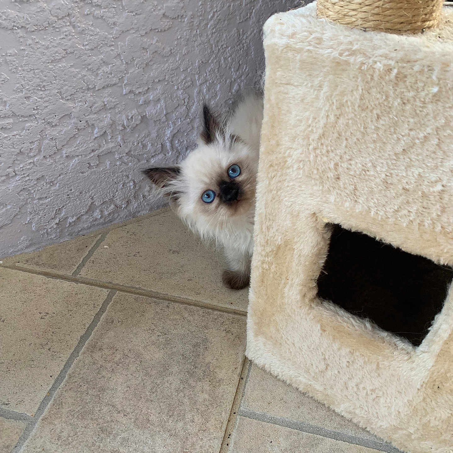 Bella