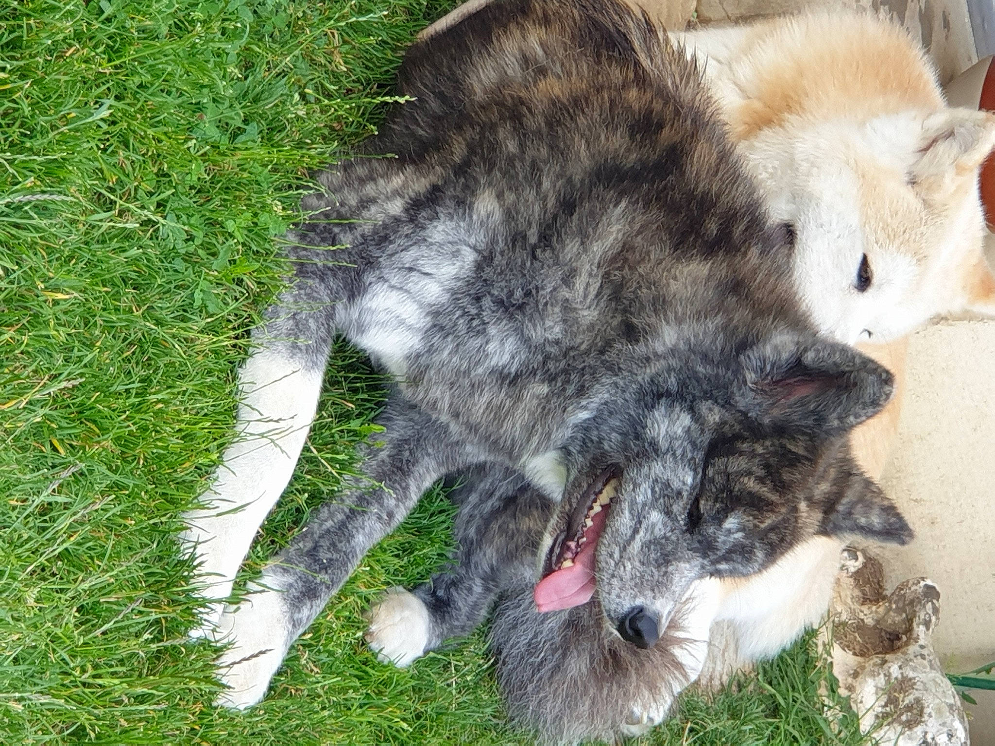 Myaki San a rejoint le concours — aidez-le/la à gagner de superbes lots ! canidae, carnivore, cat, european_shorthair, felidae, fur, grass, plant, small_to_medium_sized_cats, snout, tail, whiskers