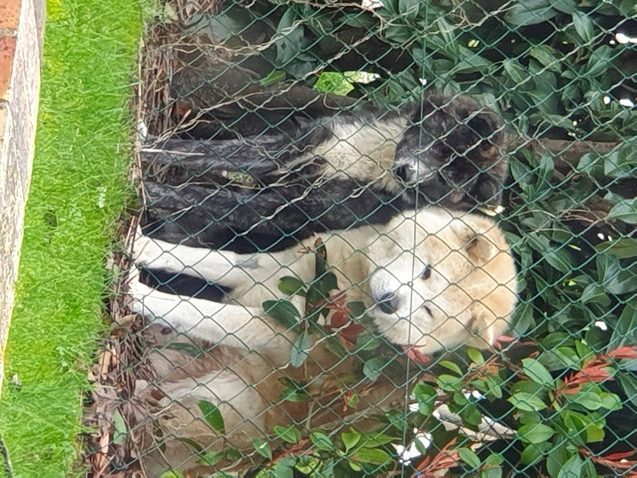 Myaki San a rejoint le concours — aidez-le/la à gagner de superbes lots ! animal_shelter, canidae, carnivore, plant, zoo