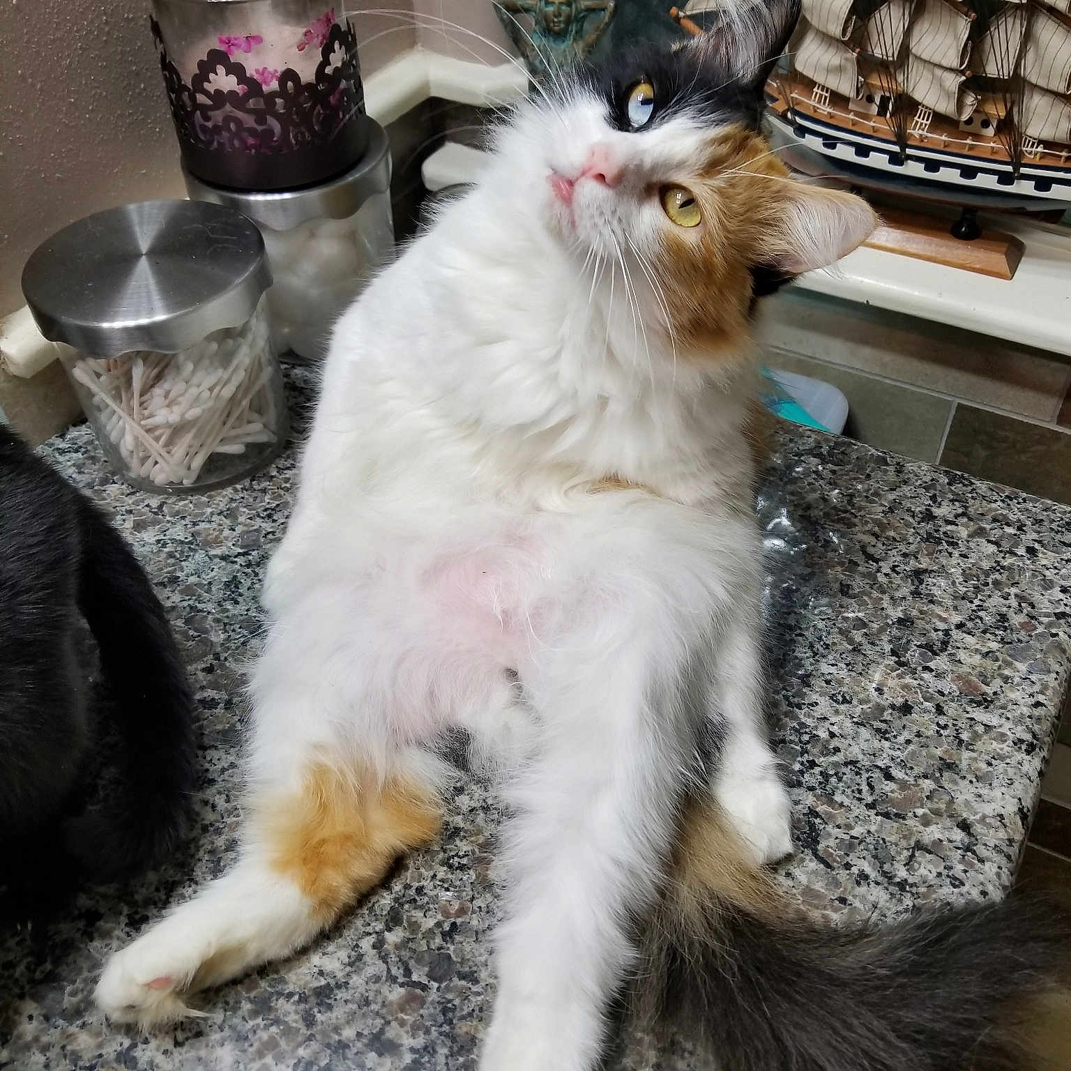 Fuzzy Britches joined the competition — help win amazing prizes! american_curl, canidae, carnivore, cat, domestic_long_haired_cat, fawn, felidae, fur, mammal, norwegian_forest_cat, persian, ragamuffin, small_to_medium_sized_cats, tail, turkish_angora, turkish_van, whiskers