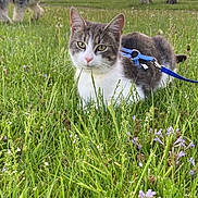 Bubba joined the competition — help win amazing prizes! animal, canine, cat, dog, feline, field, flowers, fur, grass, greenery, harness, leash, meadow, nature, outdoor, pet, playful, summer, tongue_out, wildflowers