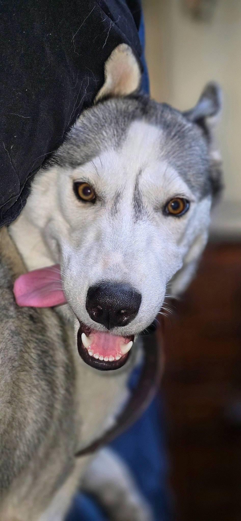 Xena joined the competition — help win amazing prizes! canidae, canis, carnivore, collar, companion_dog, dog, dog_breed, eye, fang, fur, jaw, non_sporting_group, sled_dog, snout, sporting_group, terrestrial_animal, whiskers, wildlife, working_animal, working_dog