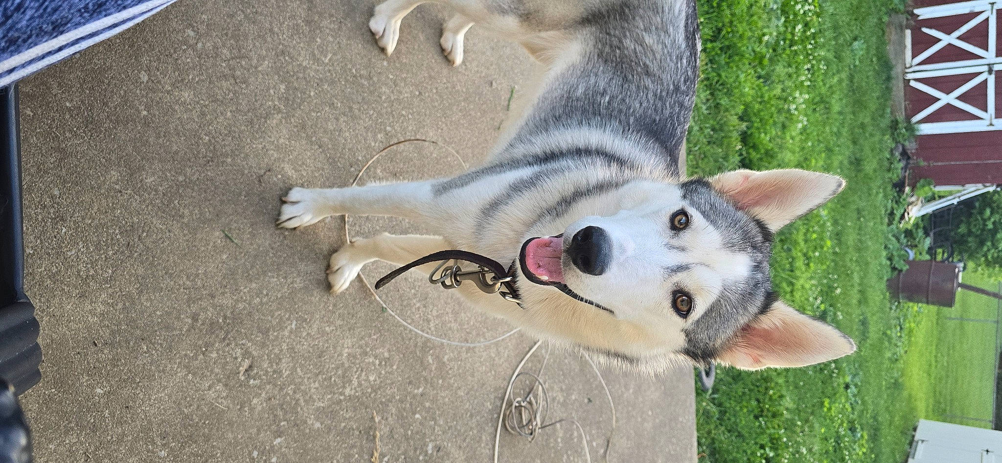 Xena joined the competition — help win amazing prizes! canidae, canis, carnivore, claw, dog, dog_breed, fawn, foot, fur, grass, hyena, paw, snout, sporting_group, tail, terrestrial_animal, whiskers, wildlife, working_animal, working_dog