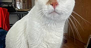 Yitty joined the competition — help win amazing prizes! animal, cat, closeup, coat_rack, curious, domestic_cat, ears, eyes, floor, furniture, home, indoor, mammal, nose, orange_cat, pet, sitting, whiskers, white_cat, wood_floor