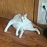 Yitty is registered to the contest to win money with this photo: animal, casual, cat, cord, domestic, door, ears, feline, flooring, fur, home, indoor, looking, orange_and_white_cat, pet, power_outlet, relaxed, sitting, wall, wooden_floor