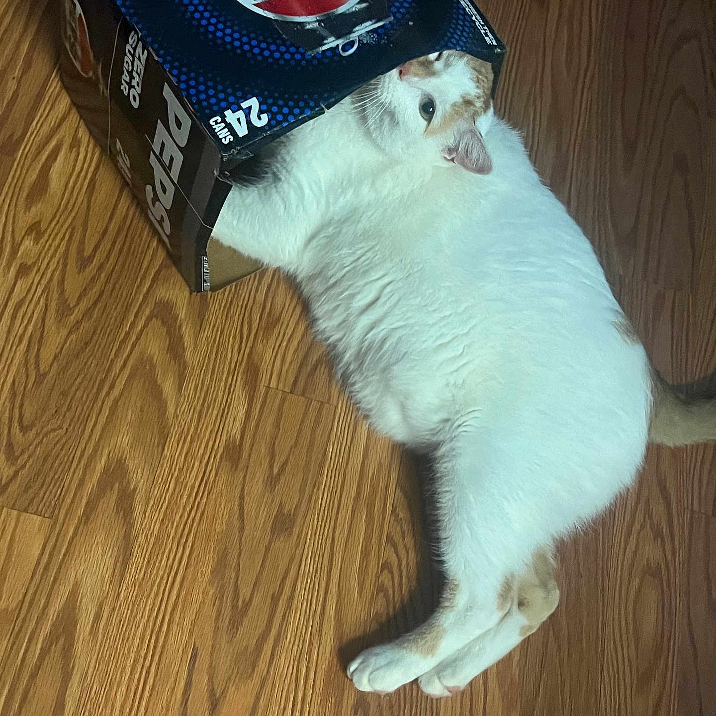Yitty joined the competition — help win amazing prizes! animal, box, cardboard, cat, curious, cute, domestic_cat, feline, flooring, funny, household, indoor, lying_down, orange_spots, pepsi_box, pet, playful, resting, white_fur, wooden_floor