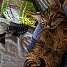 Snuggless is registered to the contest to win money with this photo: kitten, cat, sleeping, tabby, fur, pet, animal, blanket, soft, cozy, relaxed, indoor, closeup, resting, cute, claw, paw, hair_clip, snack_bag, fabric