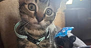 Snuggless joined the competition — help win amazing prizes! kitten, cat, collar, bell, indoor, curious, wide_eyes, pet, feline, plaid_blanket, sunlight, window, couch, cozy, domestic_animal, fur, whiskers, young_cat, sitting, close_up