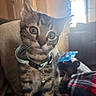 kitten, cat, collar, bell, indoor, curious, wide_eyes, pet, feline, plaid_blanket, sunlight, window, couch, cozy, domestic_animal, fur, whiskers, young_cat, sitting, close_up