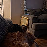 dog, cat, couch, indoor, pet, resting, furniture, window, blinds, tinsel, floor, wooden_floor, animal, friendship, cozy, dim_lighting, home, relaxing, brown, gray