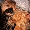 Snuggless joined the competition — help win amazing prizes! cat, kitten, dog, golden_dog, fluffy, snuggling, cuddle, pet, animal, sleeping, cozy, blanket, fur, friendship, indoor, resting, cute, warm, comfort, tabby