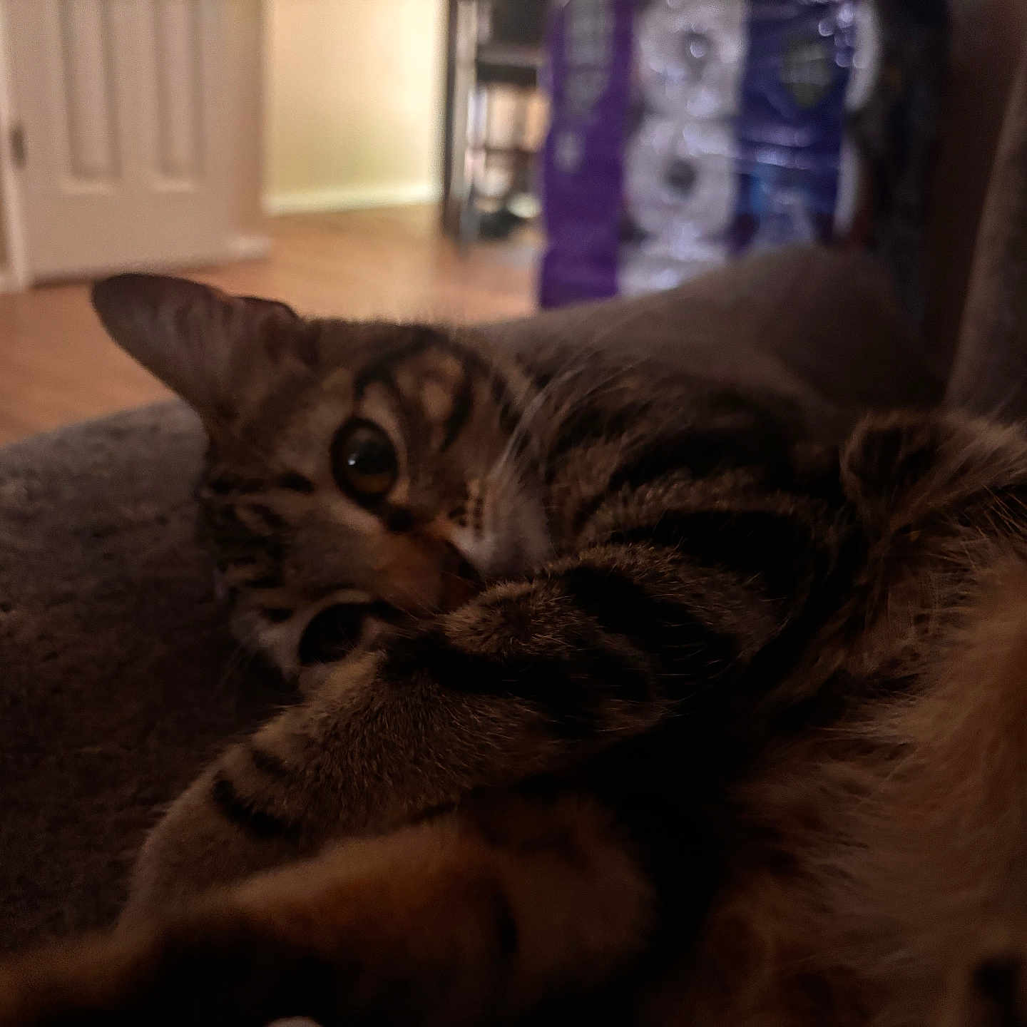 Snuggless is registered to the contest to win money with this photo: cat, tabby, pet, animal, indoor, feline, curious, closeup, relaxed, couch, soft, fur, striped, whiskers, eyes, resting, cozy, home, blurred_background, warm_lighting