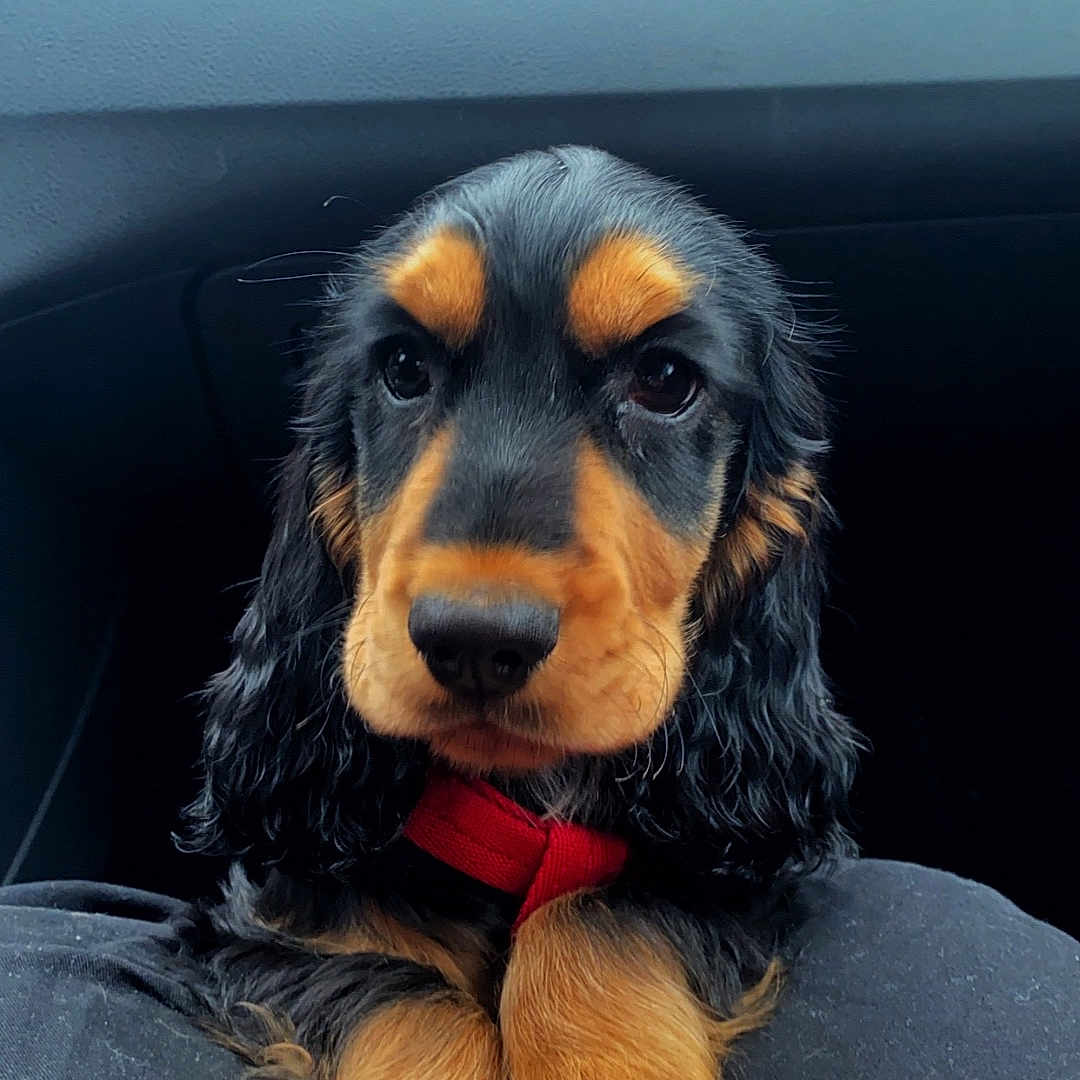 Oslo a rejoint le concours — aidez-le/la à gagner de superbes lots ! accessories, airedale, alloywheel, animal, canine, car, carwheel, cockerspaniel, dog, hound, machine, papillon, pet, puppy, spoke, terrier, tire, transportation, vehicle, wheel