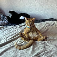 Babu is registered to the contest to win money with this photo: cat, ginger_cat, bed, blanket, stuffed_animal, orca_whale, indoor, pet, relaxed, curious, feline, fur, collar, tag, wall, resting, cozy, animal, whiskers, paws