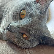 Ulysse a rejoint le concours — aidez-le/la à gagner de superbes lots ! amber_eyes, animal, cat, close_up, cute, domestic_cat, ears, feline, fur, grey_cat, indoor, leather_surface, lying_down, muzzle, pet, portrait, relaxed, sleepy, soft_texture, whiskers