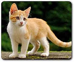 Loulou a rejoint le concours — aidez-le/la à gagner de superbes lots ! carnivore, cat, domestic_short_haired_cat, fawn, felidae, fur, paw, photo_caption, rectangle, small_to_medium_sized_cats, snout, tail, terrestrial_animal, whiskers, wildlife