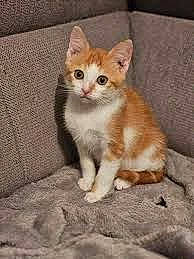 Loulou participe au concours pour gagner de l'argent avec cette photo : carnivore, cat, claw, domestic_short_haired_cat, eye, fawn, felidae, fur, paw, photo_caption, road_surface, sitting, small_to_medium_sized_cats, snout, tail, terrestrial_animal, whiskers, wood