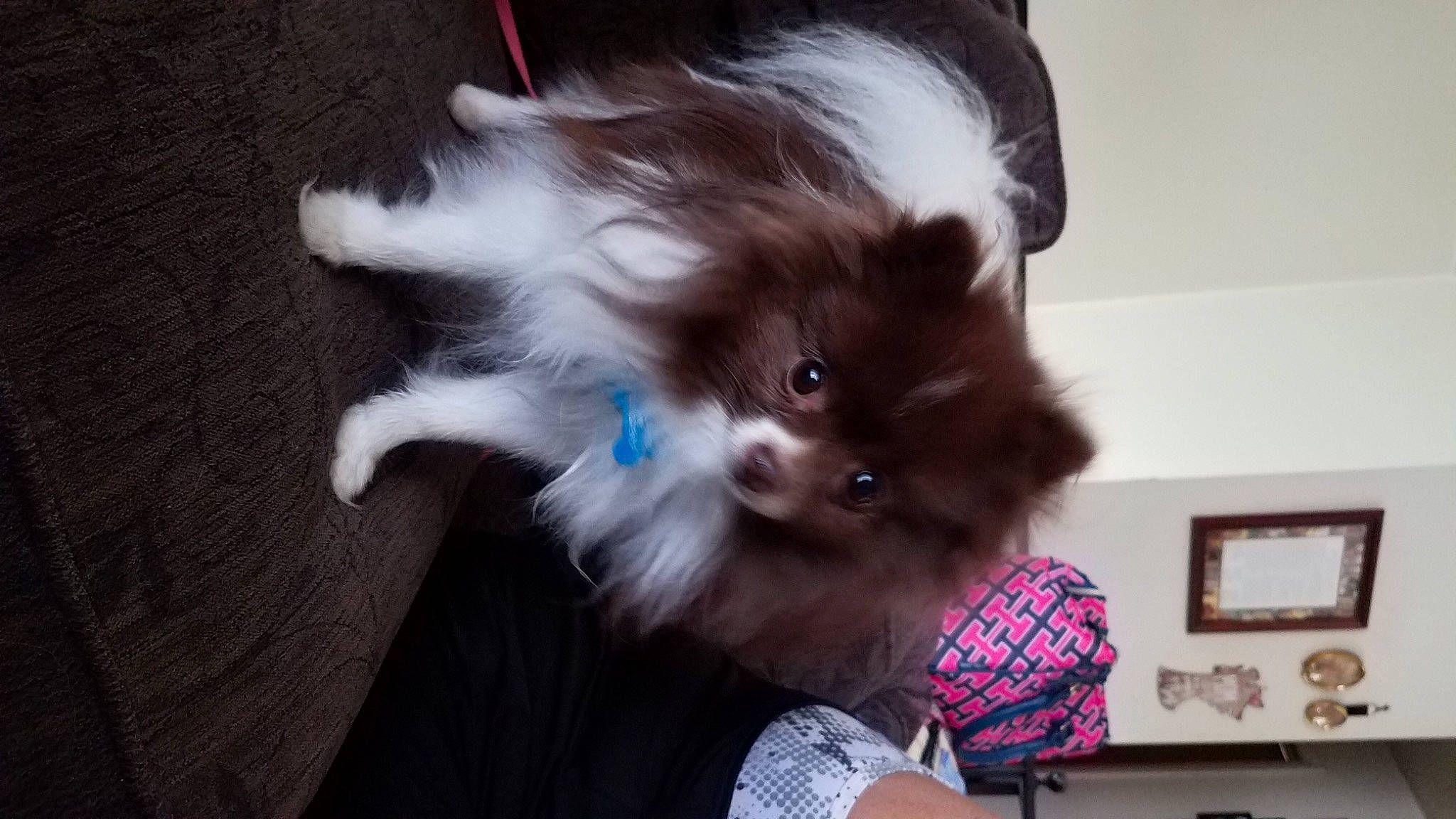 Bruno is registered to the contest to win money with this photo: blond, canidae, carnivore, companion_dog, dog_breed, ear, fashion_accessory, fawn, felidae, gesture, musical_instrument, picture_frame, plaid, small_to_medium_sized_cats, snout, tail, tartan, toy, toy_dog, whiskers