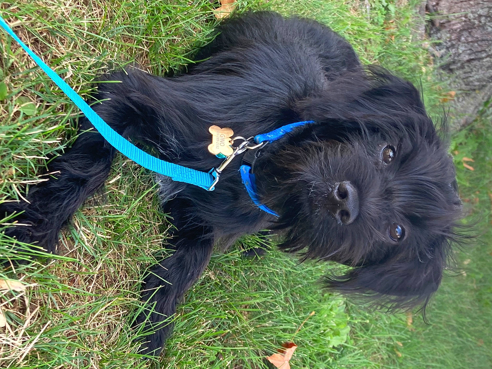 Gino joined the competition — help win amazing prizes! canidae, carnivore, collar, companion_dog, dog, dog_breed, dog_collar, dog_supply, electric_blue, fashion_accessory, grass, leash, liver, pet_supply, snout, sporting_group, tail, terrier, water_dog, working_animal