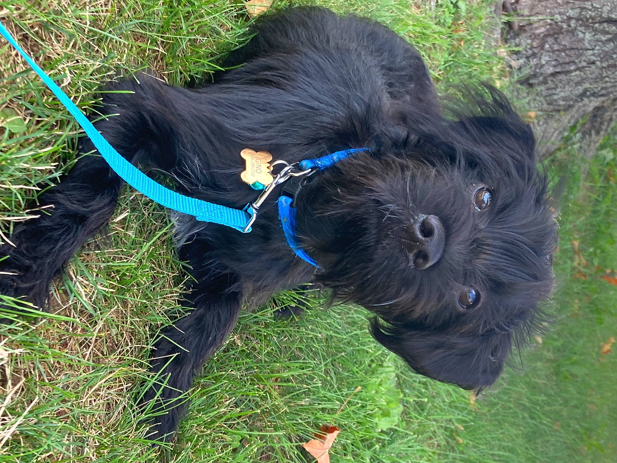 Gino is registered to the contest to win money with this photo: canidae, carnivore, collar, companion_dog, dog, dog_breed, dog_collar, dog_supply, electric_blue, fashion_accessory, grass, leash, liver, pet_supply, snout, sporting_group, tail, terrier, water_dog, working_animal