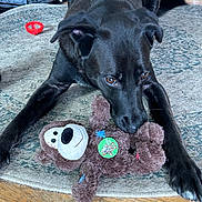 Gunner is registered to the contest to win money with this photo: animal, black_dog, brown, canine, chewing, crate, dog, floor, fur, home, indoor, monkey_toy, paw, pet, pet_toy, playful, plush_toy, rug, toy, wood_floor