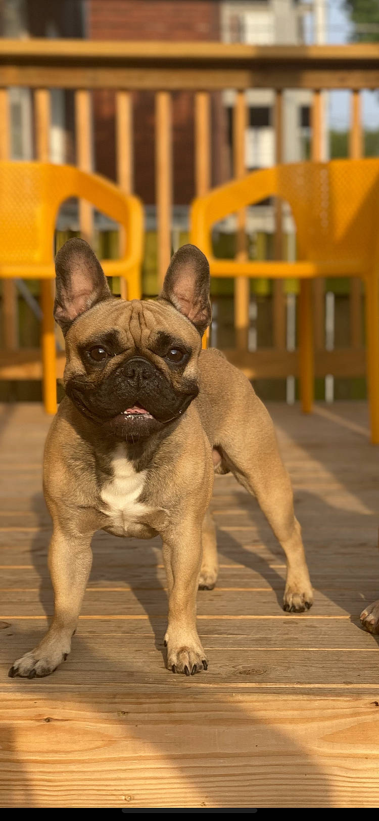 Winston is registered to the contest to win money with this photo: biting, bulldog, canidae, carnivore, companion_dog, dog, dog_breed, ear, fawn, molosser, non_sporting_group, old_english_bulldog, snout, sporting_group, terrestrial_animal, toy_dog, whiskers, working_animal, wrinkle