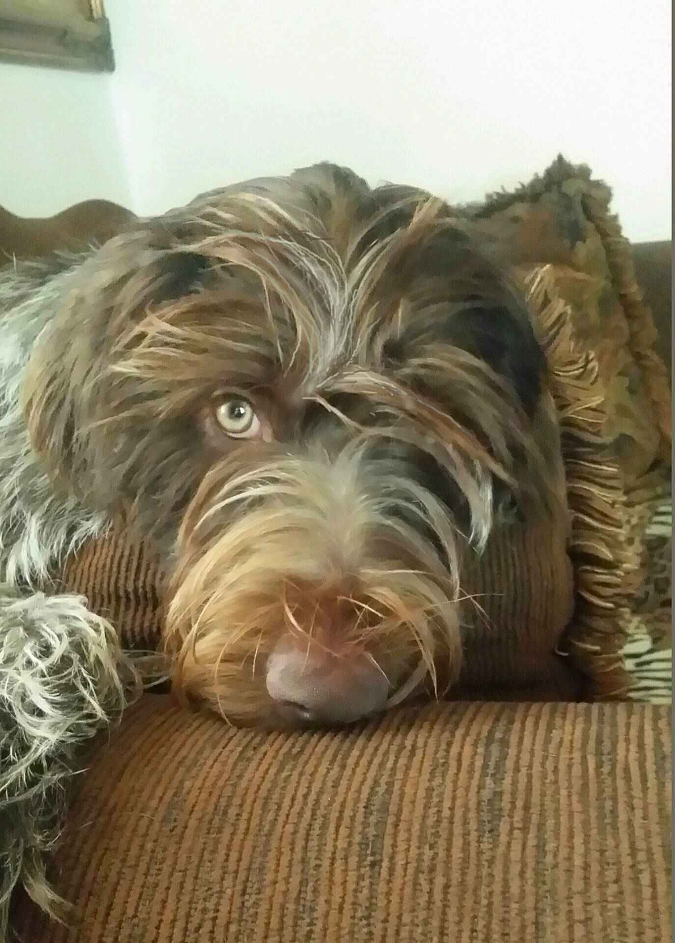 Porscha is registered to the contest to win money with this photo: canidae, carnivore, comfort, companion_dog, dog, dog_breed, dog_supply, flooring, fur, giant_dog_breed, hardwood, liver, rectangle, small_terrier, snout, sporting_group, terrier, water_dog, wood, working_animal