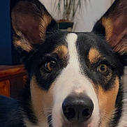 Vick a rejoint le concours — aidez-le/la à gagner de superbes lots ! dog, close_up, indoors, pet, ears, tricolor, face, animal, canine, fur, nose, eyes, expression, portrait, houseplant, furniture, background_blur, domestic, companion, cute