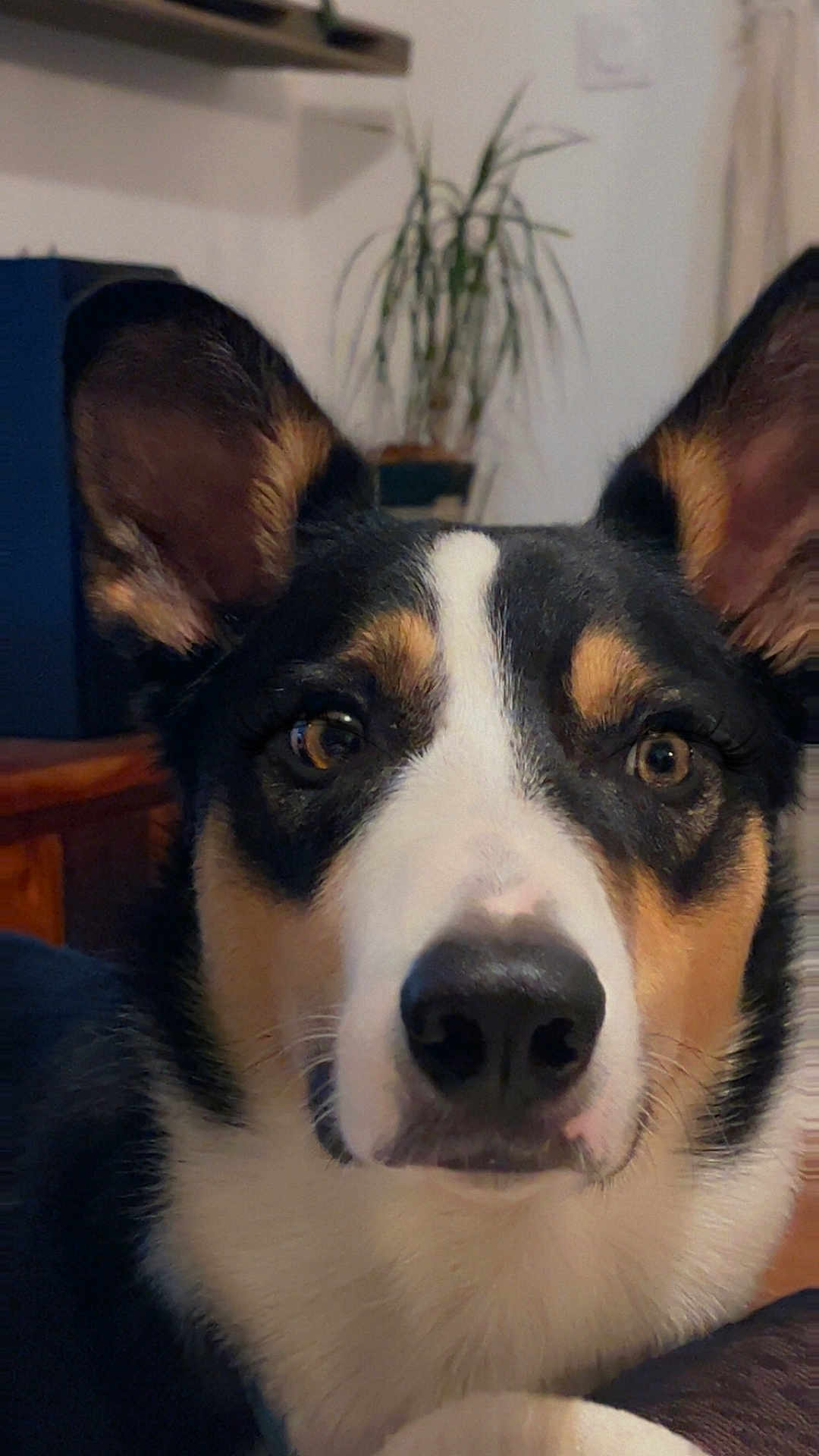 Vick a rejoint le concours — aidez-le/la à gagner de superbes lots ! dog, close_up, indoors, pet, ears, tricolor, face, animal, canine, fur, nose, eyes, expression, portrait, houseplant, furniture, background_blur, domestic, companion, cute