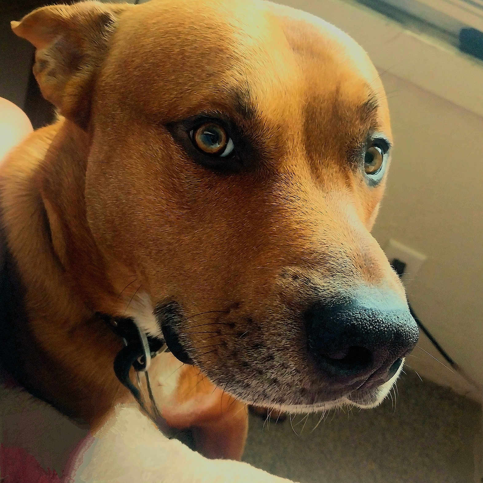 Dak joined the competition — help win amazing prizes! alert, animal, brown_fur, calm, canine, close_up, collar, companion, dog, domestic_animal, ears, fur_texture, indoor, looking_away, pet, portrait, side_view, snout, whiskers, window_light