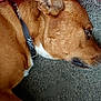 animal, brown_dog, canine, carpet, close_up, collar, dog, domestic_animal, ear, fur, indoor, lying_down, mammal, nose, pet, relaxed, resting, side_profile, snout, whiskers