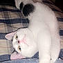 Lillith is registered to the contest to win money with this photo: cat, white_cat, black_spots, stretching, bed, blanket, plaid, cozy, indoor, pet, fur, whiskers, pink_nose, paw, relaxed, cute, animal, feline, playful, curious