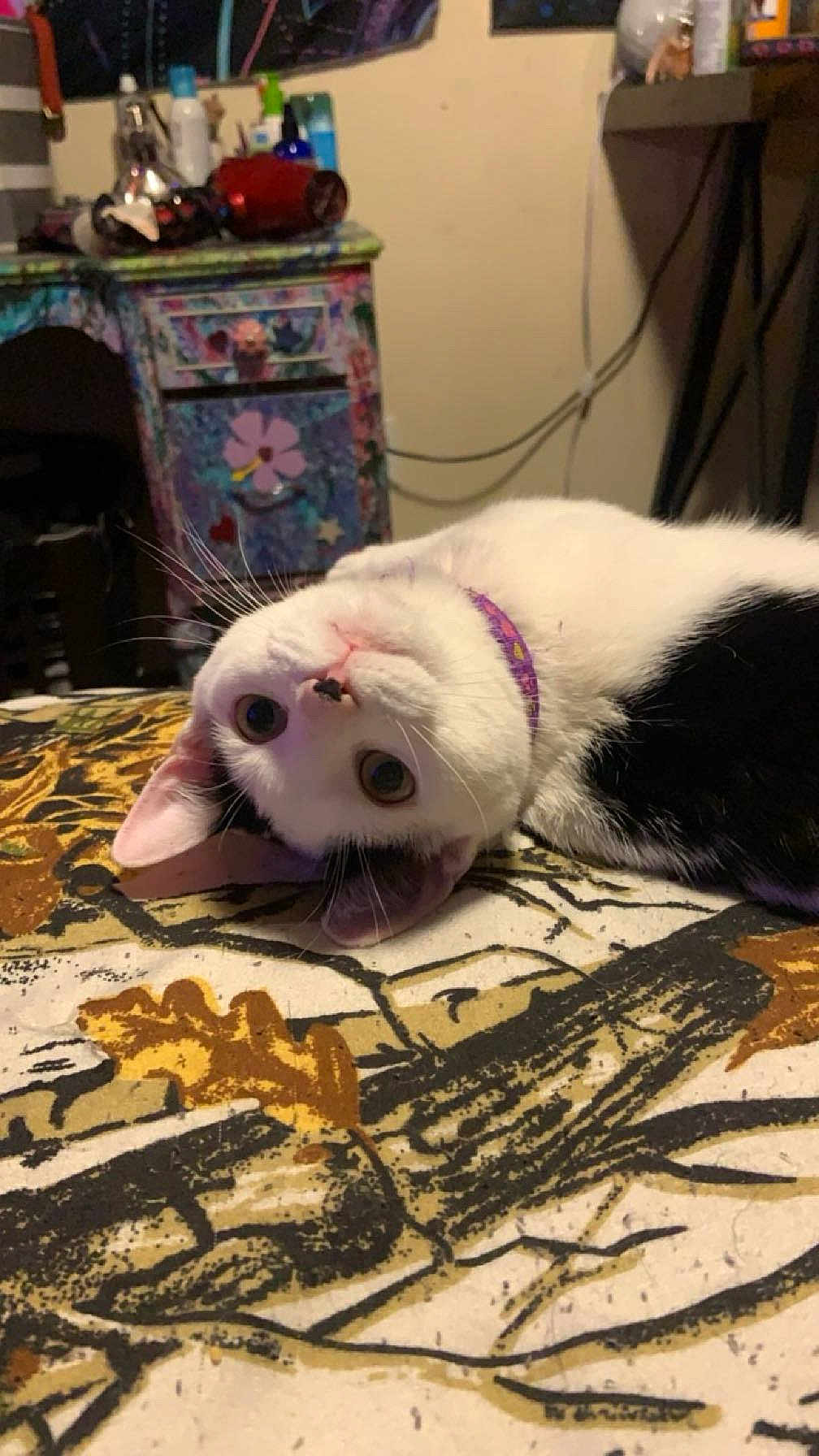 Lillith joined the competition — help win amazing prizes! cat, black_and_white, collar, lying_down, upside_down, wide_eyes, blanket, patterned, indoor, furniture, drawer, colorful, cozy, whiskers, ears, nose, pet, domestic_animal, curious, resting