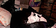Lillith is registered to the contest to win money with this photo: bed, black_dog, white_cat, sleeping_cat, pillows, blanket, indoor, resting, pet, cozy, furniture, animal, companion, cute, domestic, relaxation, black_and_white, nap, home, cute_animals