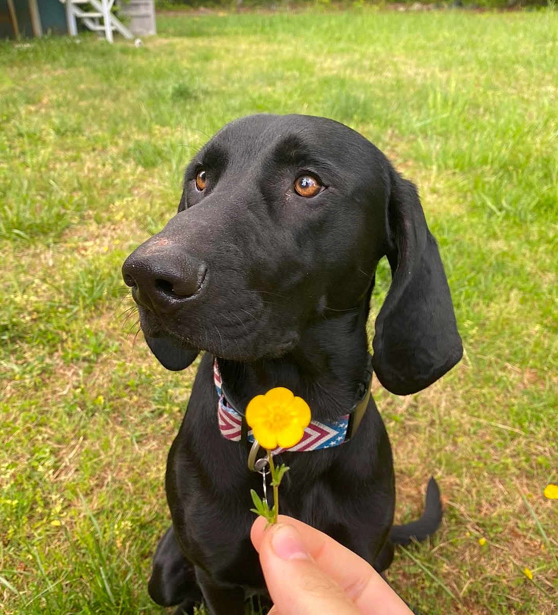 Mowgli joined the competition — help win amazing prizes! dog, black_dog, grass, flower, yellow_flower, collar, patriotic, outdoor, pet, canine, nature, greenery, animal, grass_field, closeup, sitting, curious, brown_eyes, hand, summer