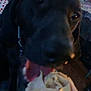 Mowgli is registered to the contest to win money with this photo: dog, black_dog, cupcake, food, close_up, indoor, pet, animal, frosting, mouth, tongue, collar, table, background, blur, dark, snout, chewing, treat, cute