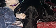 Mowgli is registered to the contest to win money with this photo: cat, dog, sleeping, paw, blanket, bed, collar, black_dog, white_cat, indoor, cozy, resting, pet, animal, fur, closeup, companion, quiet, comfort, domestic