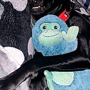 Mowgli is registered to the contest to win money with this photo: dog, black_dog, plush_toy, blue_toy, stuffed_animal, cuddling, blanket, patterned_blanket, collar, pet, indoor, paw, smiling_dog, flash_reflection, toy_monkey, lying_down, soft_texture, cute, animal, companion