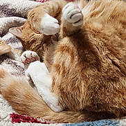 Little Bear is registered to the contest to win money with this photo: cat, orange_cat, white_paws, curled_up, sleeping, cozy, blanket, furry, tail, domestic_cat, relaxed, paw, cute, pet, animal, fur, whiskers, indoor, resting, soft_texture