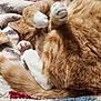 cat, orange_cat, white_paws, curled_up, sleeping, cozy, blanket, furry, tail, domestic_cat, relaxed, paw, cute, pet, animal, fur, whiskers, indoor, resting, soft_texture