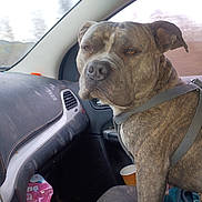 Ace is registered to the contest to win money with this photo: dog, brindle, car_interior, passenger_seat, seatbelt, blanket, cup, dashboard, window, seat, animal, pet, road_trip, canine, sitting, fur, ears, face, indoors, vehicle